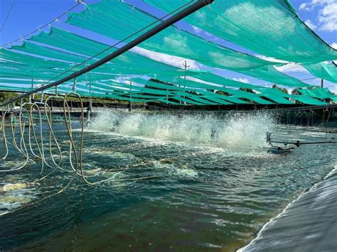 Efficient water treatment in super-intensive shrimp farming