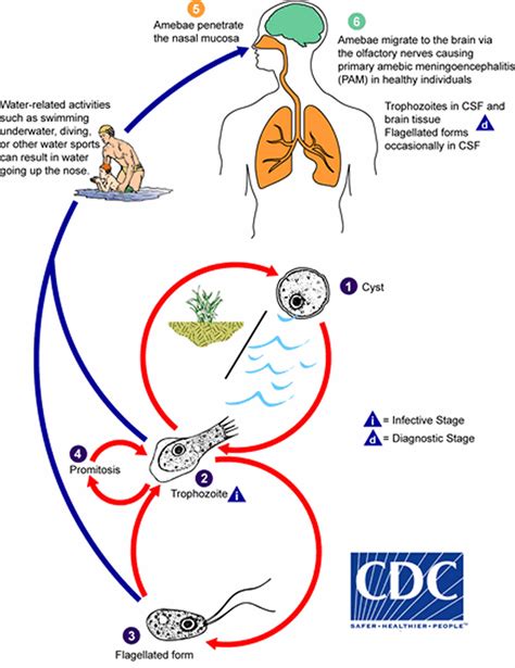 Naegleria fowleri amoeba or brain eating amoeba infection and treatment