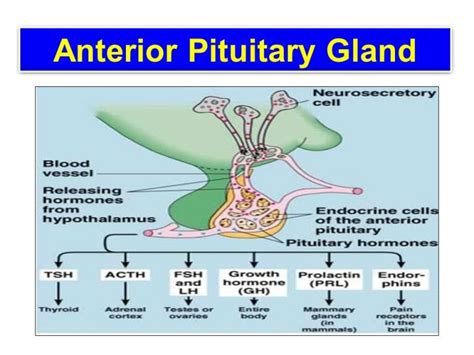 Regulation of Growth Hormone Secretion and Effects of Deficiency of ...