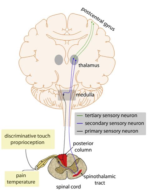 Time to review one of my favorite topics in Neuroanatomy. The thalamus: from myth to neurology ...