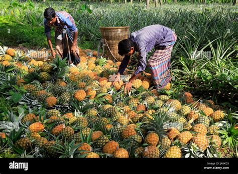 Ananas raccolta a Madhupur in Tangail, Bangladesh Foto stock - Alamy