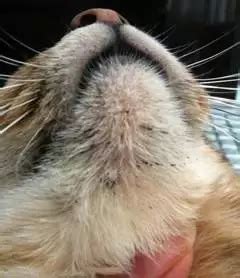 Feline Acne - Causes, Symptoms and Treatment - Cat World