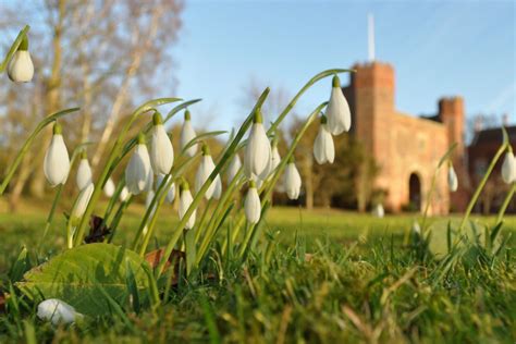 Snowdrops - Hodsock Priory