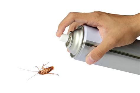 5 Signs of a German Roach Infestation and How to Get Rid of Them