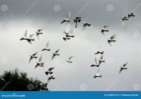 A Flying Flock of White Pigeons Against the Sky Stock Photo - Image of group, wing: 106825176