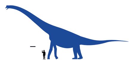 Brachiosaurus Features, Discovery & Size | Study.com