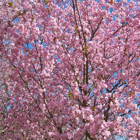 Prunus Beni-yutaka | Buy Cherry Blossom Tree | Flowering Cherry Trees