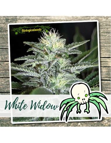 White Widow (Biological Seeds) Feminized Seeds | On Sale!