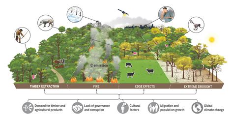 Human activity has degraded more than a third of the remaining Amazon ...