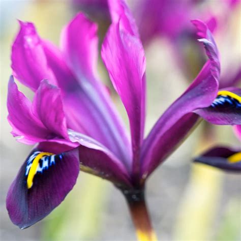 Iris Bulbs — Buy online at Farmer Gracy UK