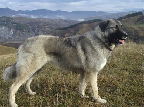 Carpathian Shepherd dog in the mountains photo and wallpaper. Beautiful ...