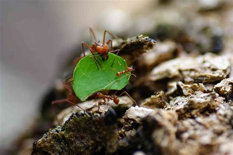 9 Facts About Leafcutter Ants