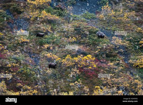 Wild grizzly bears in Alaska Stock Photo - Alamy