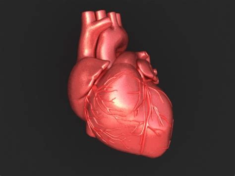 Heart Brain Body Organs Animated Gifs at Best Animations