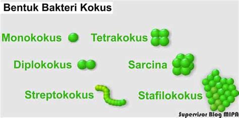 Bentuk Bakteri: Macam-Macam, Gambar dan Contoh Lengkap - BIOLOGIJK | Belajar Intensif, Jelas dan ...