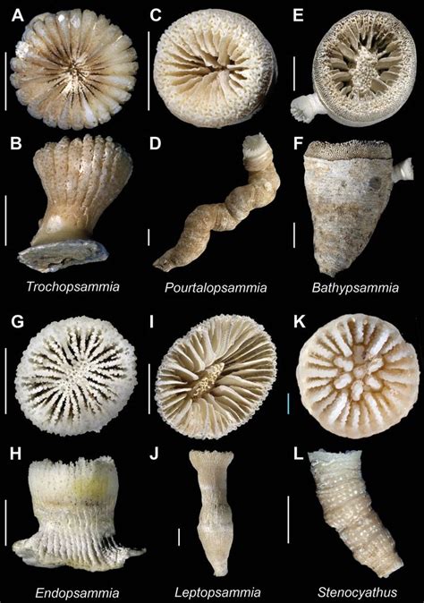 Recent azooxanthellate Scleractinia (Anthozoa) ZooKey | Sea fossils ...