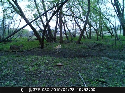 Caught a zombie deer on the camera : r/Hunting