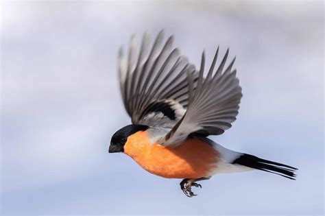 Eurasian Bullfinch Pictures - AZ Animals