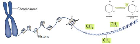 DNA Methylation Analysis Service, Services - Epigenetics