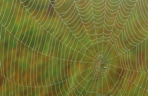 Spider Silk Is Nature's Miracle Fiber