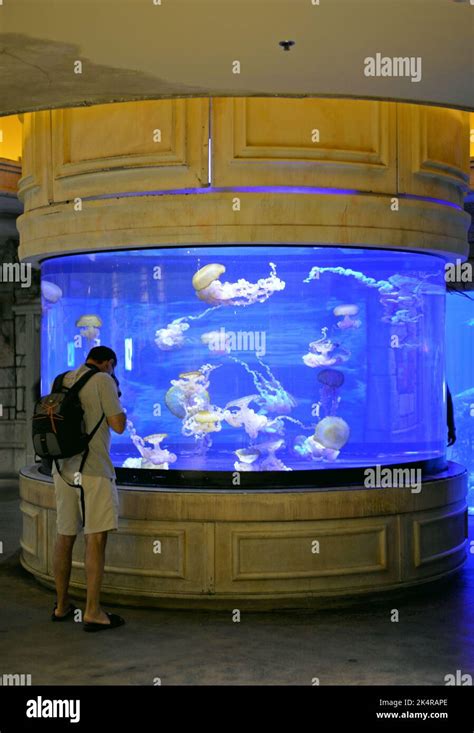 Shark Reef Aquarium at the Mandalay Bay Hotel in Las Vegas, Nevada, USA ...