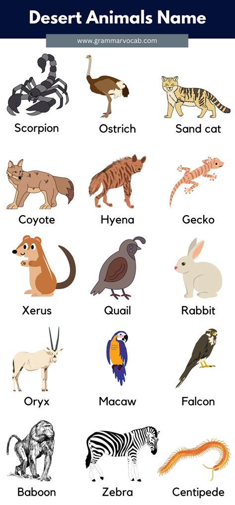 Desert Animals List With Pictures & Facts - GrammarVocab