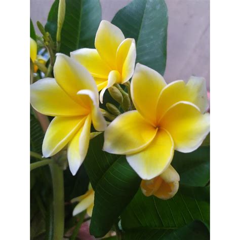 Jual pohon bunga kamboja kuning/plumeria classic | Shopee Indonesia