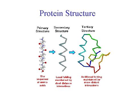 Protein Chemistry Basics Protein function Protein structure Primary