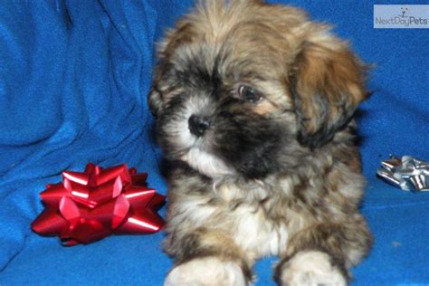 Shih Tzu puppy for sale near Battle Creek, Michigan | ea508be0-df31