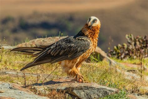 The Bearded Vulture of the Drakensberg Mountains and the Kingdom of ...