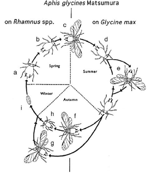 Life cycle of the soybean aphid, A. glycines. Aphid stages are as ...