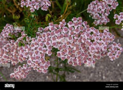 Common yarrow (Achillea millefolium) pink flowers Stock Photo - Alamy