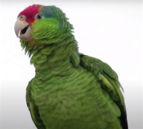 Buy Red Crowned Amazon Parrot Online - For Sale - Top Breeders