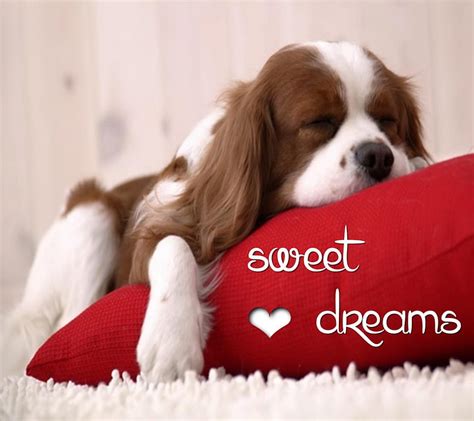 What Are Puppy Dreams