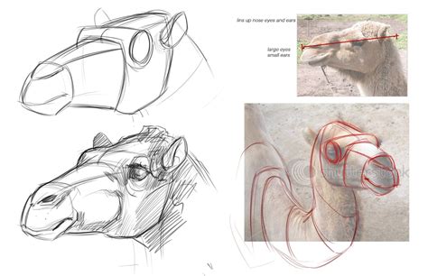 drawings of camels | Concept Design Academy: "Animal Anatomy" with ...