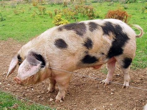 black spotted pigs - Saferbrowser Yahoo Image Search Results | Pig ...