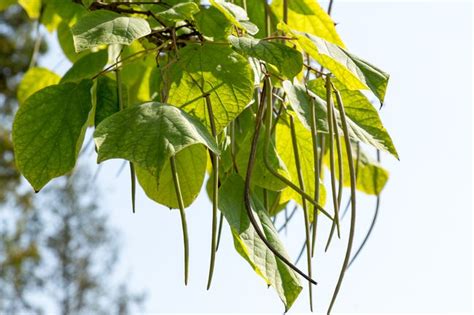 What to Know About Catalpa Trees and Their Worms