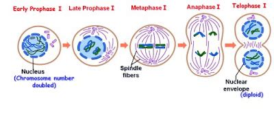 Difference between Meiosis I and Meiosis II - MD