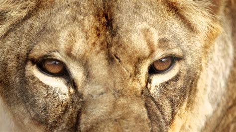 Angry Lion Eyes Wallpaper (60+ images)