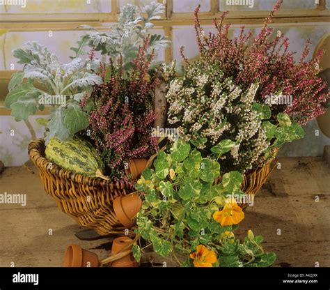 basket with different plants Stock Photo - Alamy