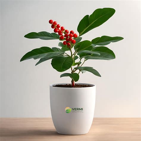 Buy Guarana Plant online at low price- Vermi Organics