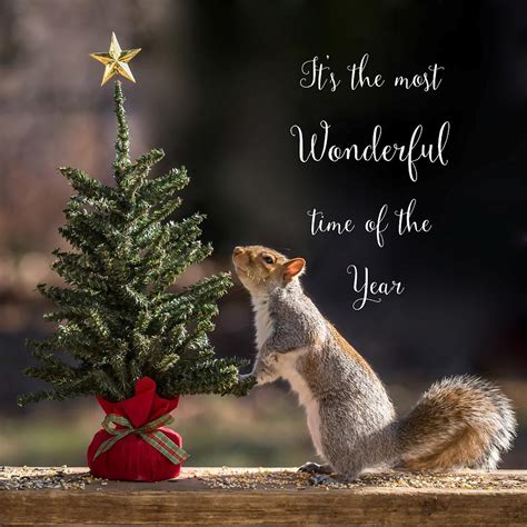 Christmas Squirrel Most Wonderful Time of the Year Square Photograph by ...