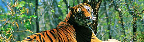 Wildlife of Kerala – Wildlife in Kerala | Optima Travels