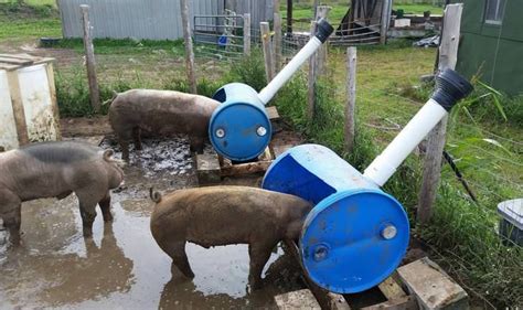 Made some pig feeders today so I can feed the pigs from outside the pen. | Pig feeder, Pig ...