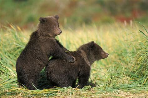 Pin on Animals - Brown bears - CUBS