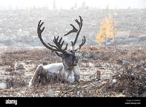 Male reindeer with magnificent antlers lying on the ground during a ...