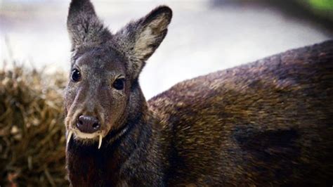 Fanged deer spotted in Afghanistan: “Vampire” Kashmir musk deer not extinct (VIDEO).