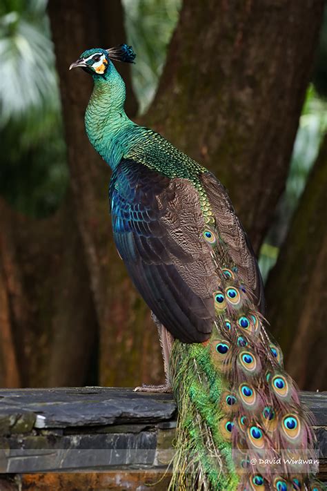 Green Peacock - Singapore Geographic