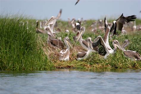 Brown Pelican - Pelecanus occidentalis - NatureWorks