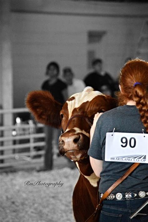 RmPhotography | Show cattle, Cattle, Heifer